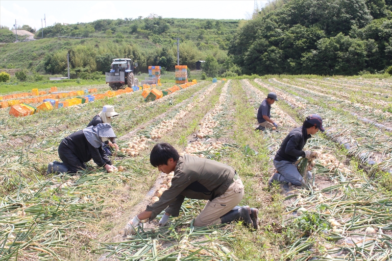 キャベツ・玉ねぎの野菜栽培は愛知県常滑市の常滑農産(株式会社中村農園)
