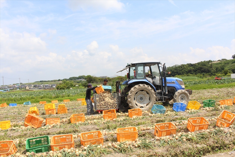 キャベツ・玉ねぎの野菜栽培は愛知県常滑市の常滑農産(株式会社中村農園)