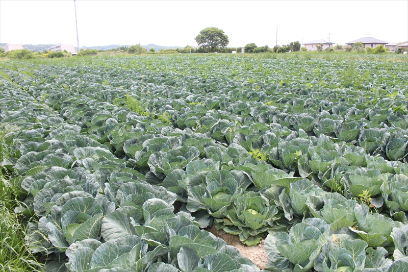 キャベツ・玉ねぎの野菜栽培は愛知県常滑市の常滑農産(株式会社中村農園)