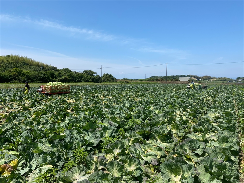 キャベツ・玉ねぎの野菜栽培は愛知県常滑市の常滑農産(株式会社中村農園)