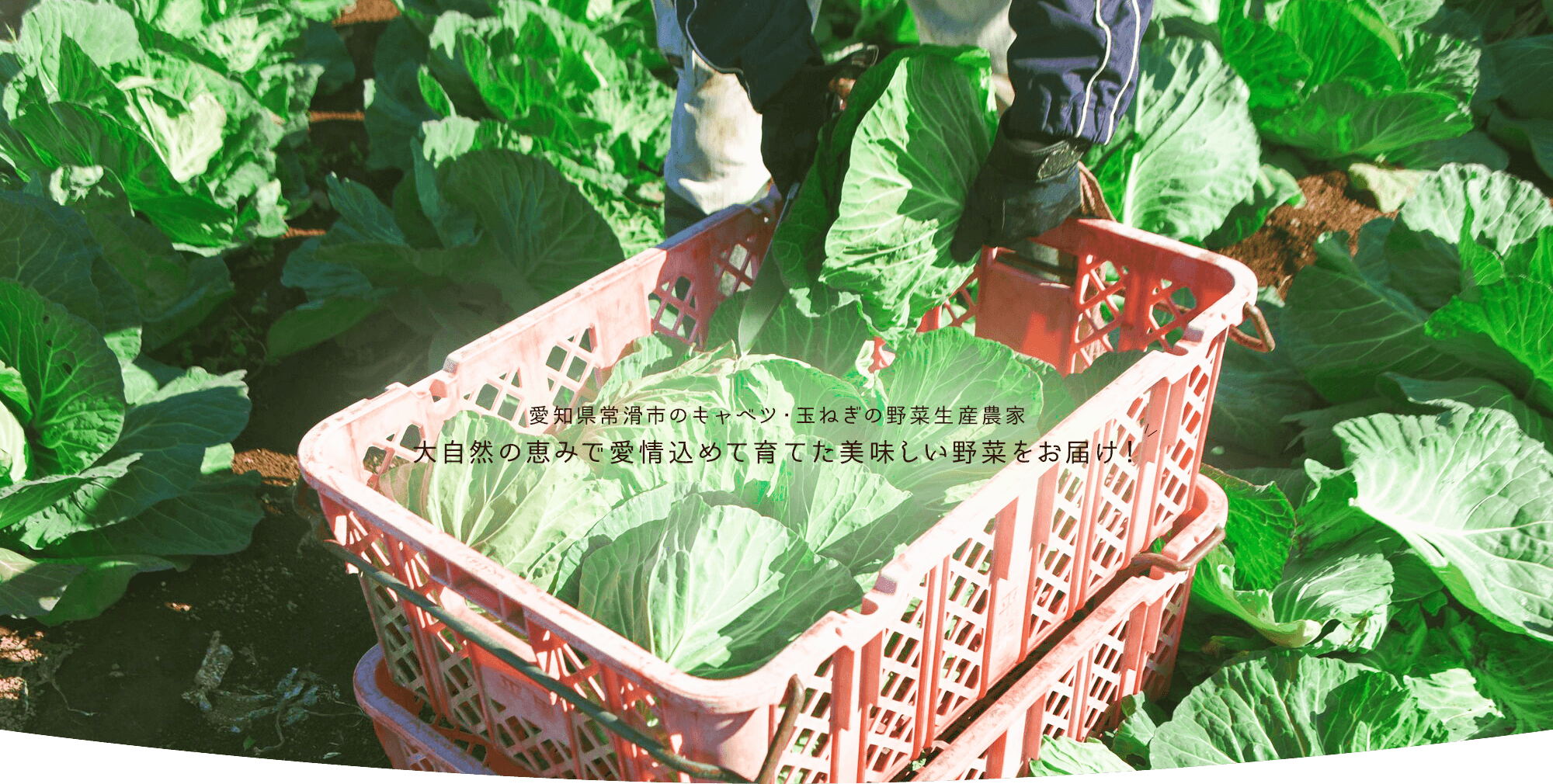 愛知県常滑市のキャベツ・玉ねぎの野菜生産農家 大自然の恵みで愛情込めて育てた美味しい野菜をお届け！